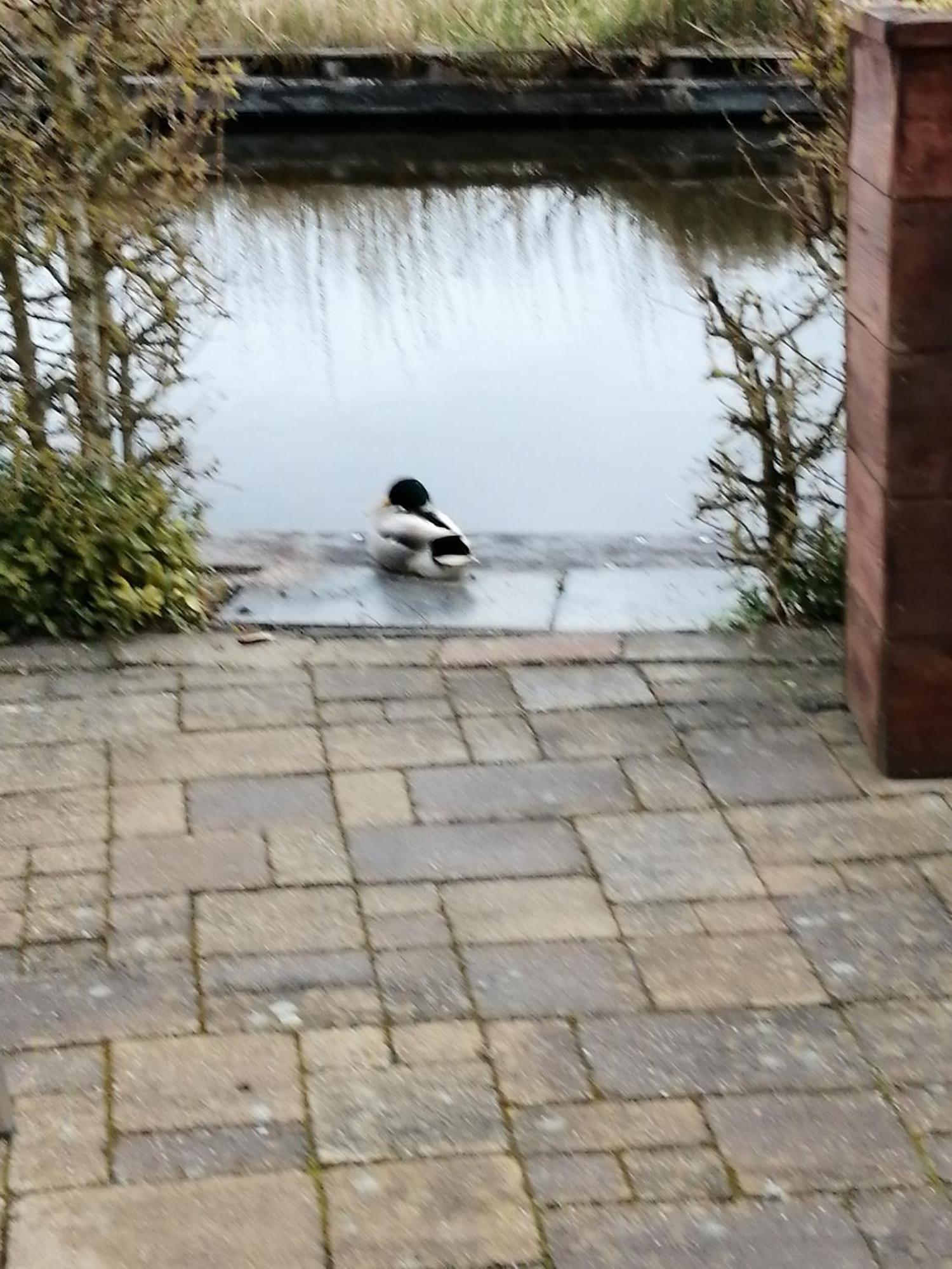 Wuivend Riet Gelegen Op Resort Venetie 지손 객실 사진